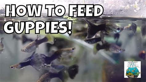 What to Feed Guppies .